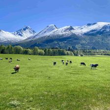 Grazing cows with Romsdal mountains